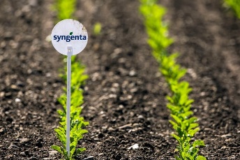 Syngenta presentó Grou