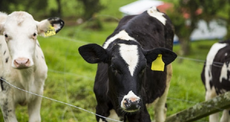 Trazabilidad electrónica