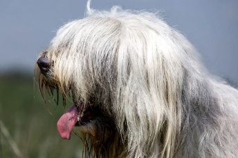 Cuidar a tu mascota en verano