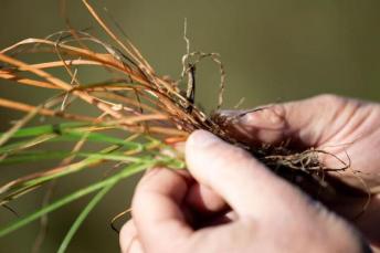 Syngenta lanzó Authence