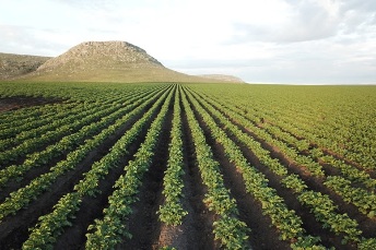 Reporte Global de Sustentabilidad 2025 