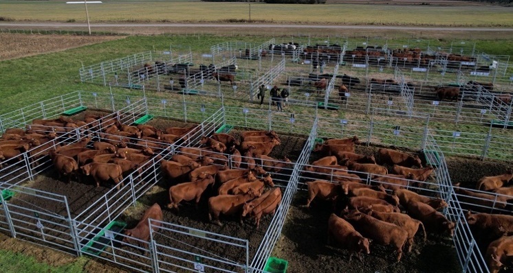 Bulltrack